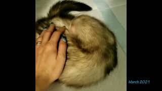 The Amber Floof (Ferret Clips 388)