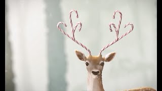 Wild Christmas by Birdbox Studio 346,110 views 6 years ago 35 seconds