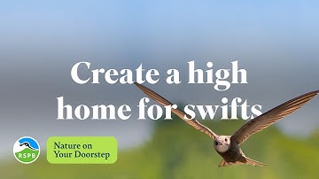 How to build a high home for swifts