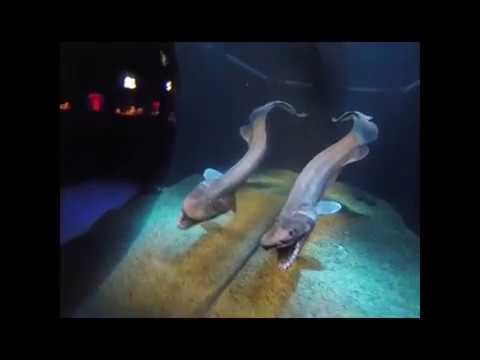 水中ラブカ（沼津港深海水族館）