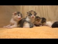 14 Kitten -- Live aus der Katzenkiste