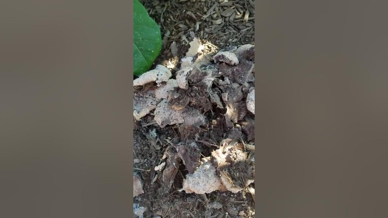Mold or fungus growing on mulch YouTube