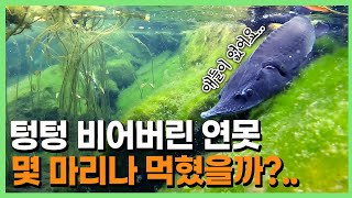 왜가리한테 털린 연못의 근황은..?