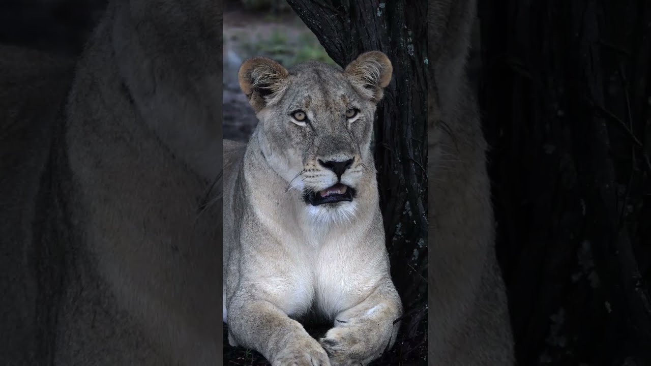 Lioness-in-the-Rain Video. Lioness in the rain
