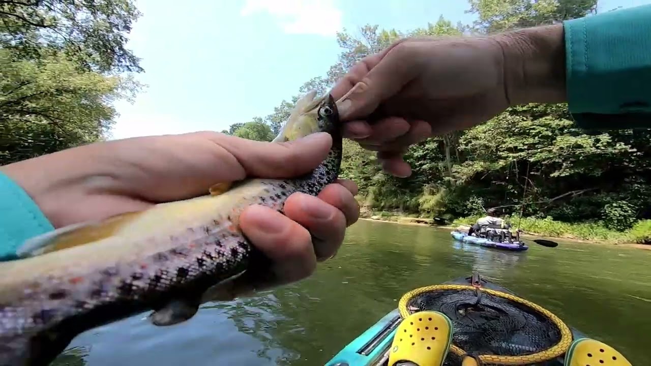 Trying to Catch 100 Trout... Elk River, Tennessee