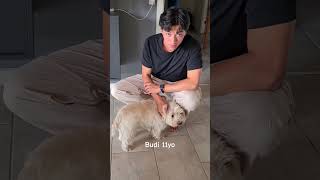 Download Lagu Time flies. Budi \u0026 his hooman brother❤️#dog #westhighlandwhiteterrier #westie#imjustakid MP3 Download Lagu Time flies. Budi \u0026 his hooman brother❤️#dog #westhighlandwhiteterrier #westie#imjustakid MP3