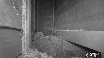 Badger caught sniffing around my parent