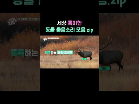 세상 특이한 동물 울음소리 모음.zip #동물 #동물소리 #취미는과학 #<strong>데프콘</strong> #장이권