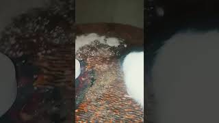 food is life #public #rat #animalss #fyp