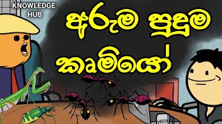 අරම පදම කමය Dangerous Insects Knowledge Hub