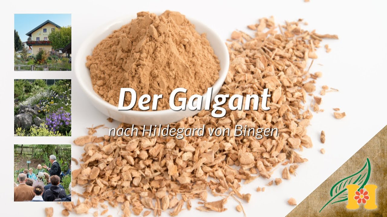 Der Galgant bei Hildegard von Bingen