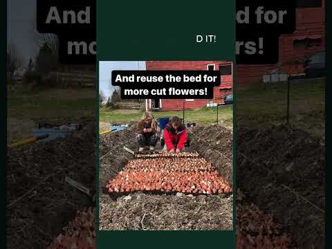 How we planted