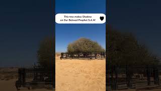 Famous This Tree makes Shadow on Beloved Prophet Muhammad S.A.W | The Blessed Tree in the world Wealth