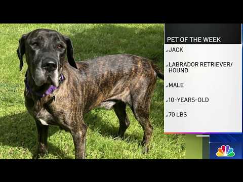 Clear the Shelters: Pet of the Week | NBC 7 San Diego