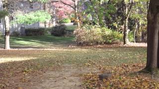 Dji F330 Fpv Backyard Practice