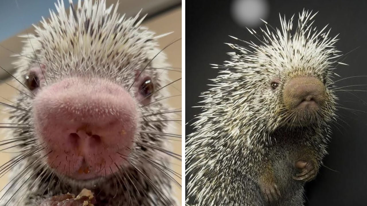 Porcupines Don't Shoot Quills?! The Truth Will Shock You! 🦔 - YouTube