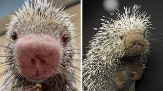 Porcupines Dont Shoot Quills? The Truth Will Shock You