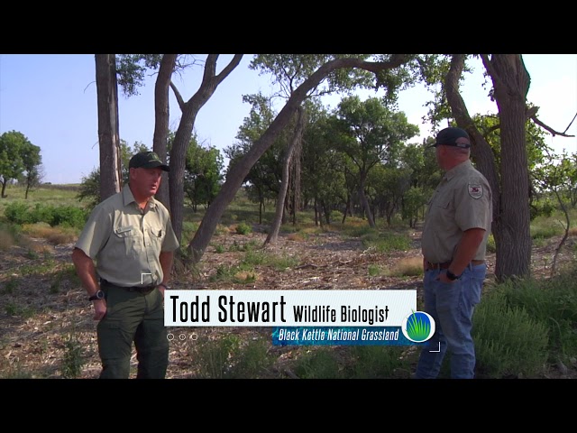 Watch Habitat Management for Wild Turkey on YouTube.