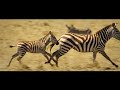 Zebra Stripes: Nature's Enigma – Decoding the Visual Code of Maternal Recognition