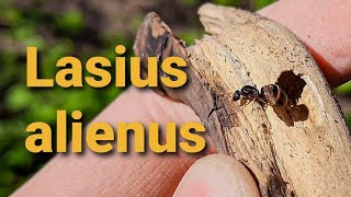 Lasius alienus - самка. Или как отличить Lasius alienus от Lasius niger.