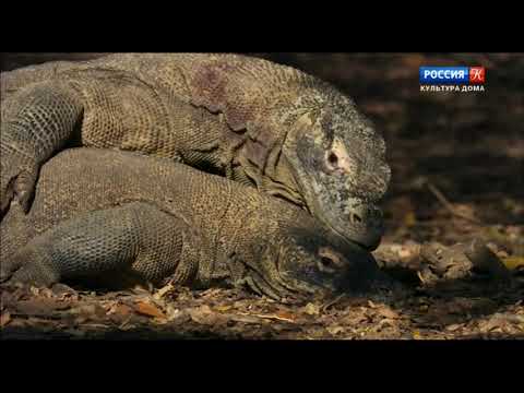 Видео: Китайский Водяной Дракон - Physignathus Cocincinus Рептилии Гипоаллергенны, Здоровье и Продолжительность жизни