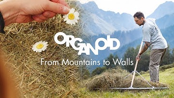 From Mountains to Walls - The Hay´s Journey from the Meadows to the finished Organoid® Surfaces