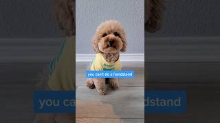 I can do a handstand? poodles handstand dogtricks tricks dogreel caniches