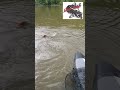 #fishing #peche #blackcat #floattuber #flottube #vesoul #silure# catfish #poisson #fish #vesoul