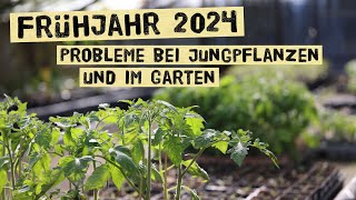 Zu kalt, zu nass - welche Probleme im Garten und bei Jungpflanzen treten auf und Ideen zur Lösung