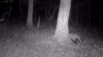 Comment se débarrasser d'un blaireau dans le jardin ?