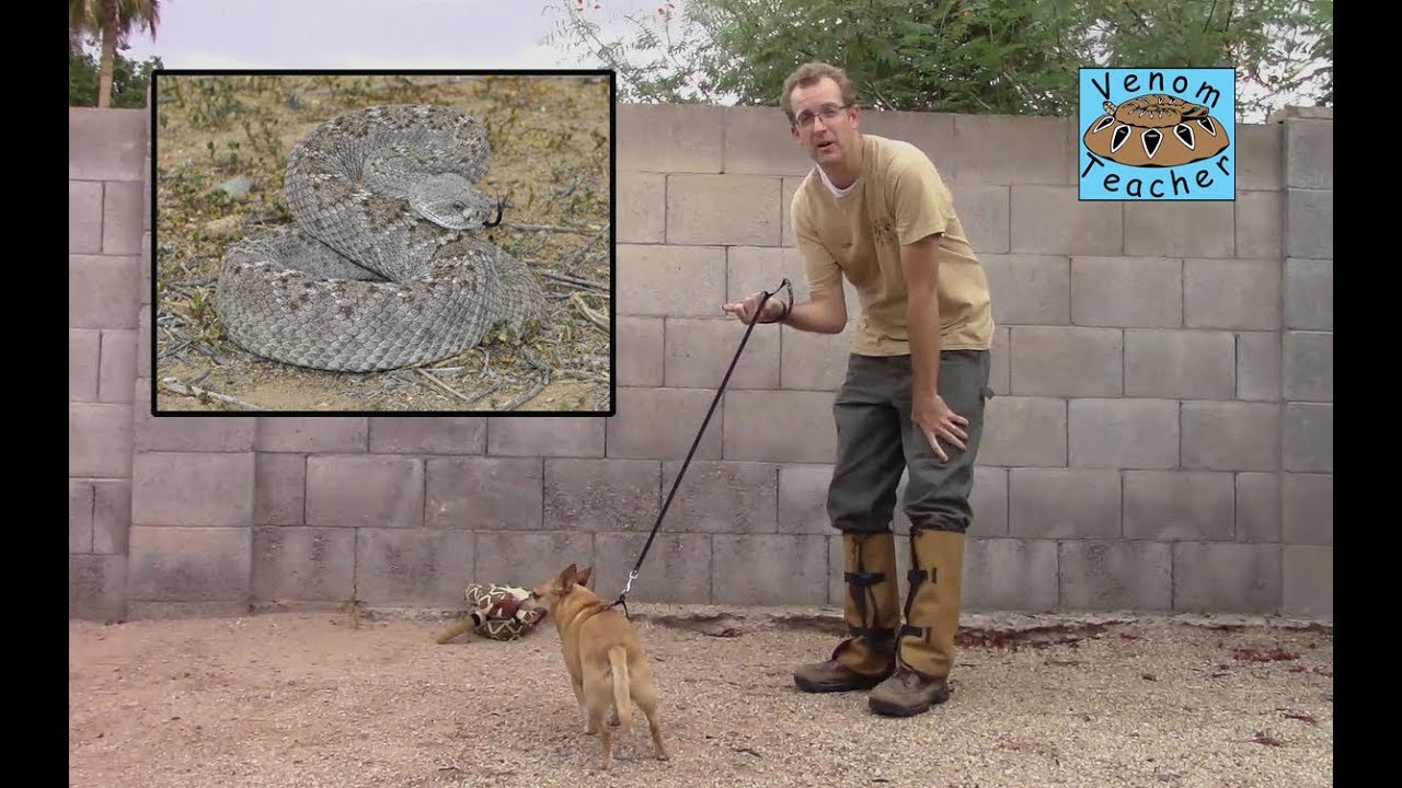 rattlesnakes Rattlesnake Safety: Pets