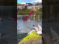 Spring in there pond- Seagulls Enjoy the April 25' in Bergen- Norway