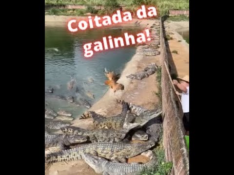 Vídeo: O que as galinhas do pântano comem?