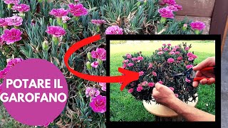 Garofano In Vaso, come potare i garofani sfioriti