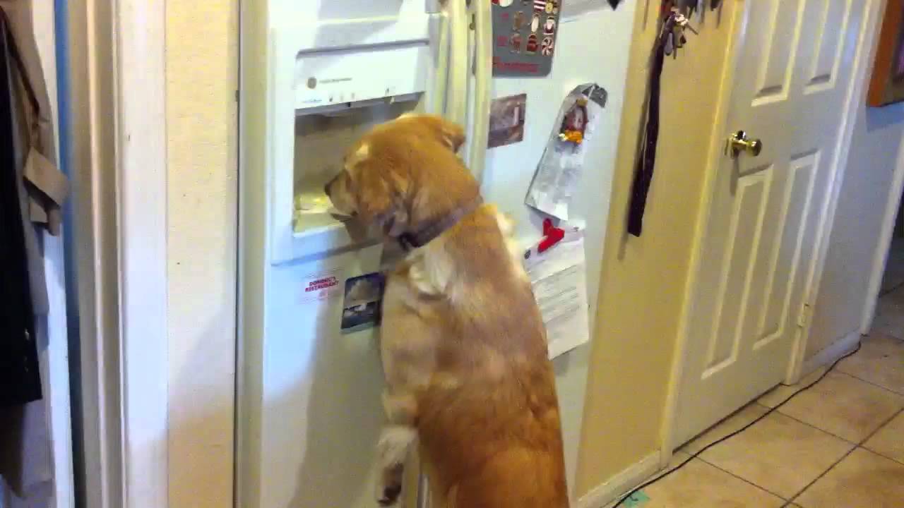 Dog Gets Own Ice from Fridge! YouTube