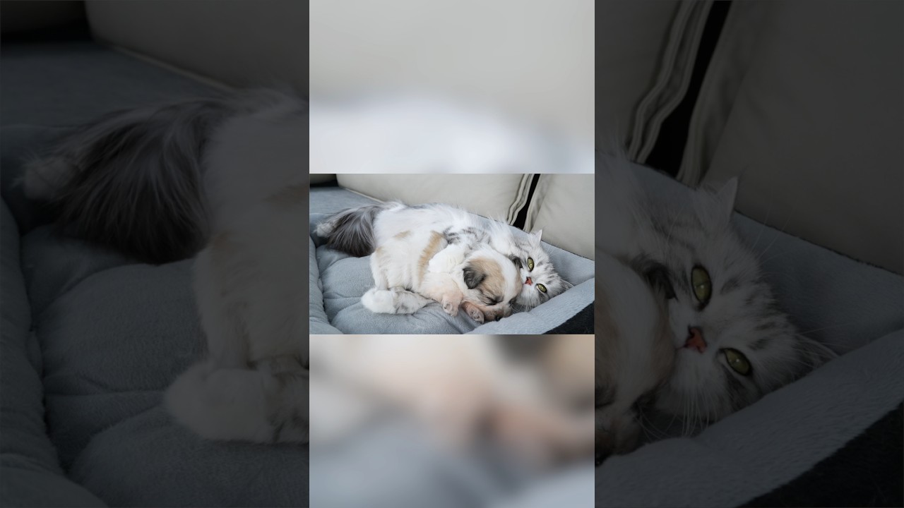 Rescued Puppy Refuses To Sleep Without His Cat Mom