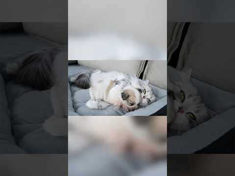 Rescued Puppy Refuses To Sleep Without His Cat Mom