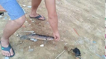 câu cá lóc bằng mồi vịt và cái kết bất ngở ở phút 2.22