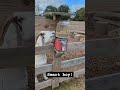 Smart goat