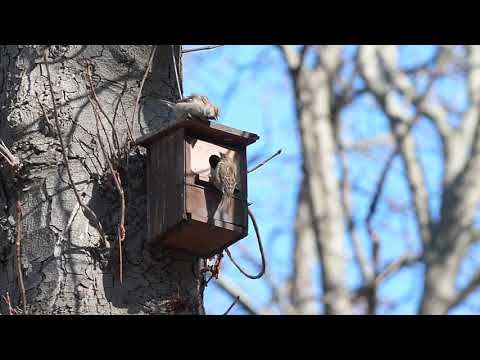 Una pareja de gorriones prepara su caja nido para la cría