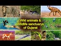 Amazing Wild animals & Great wildlife sanctuary in Gujarat देखिये अनोखे वन्य प्राणी & गुजरात के जंगल