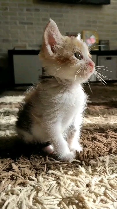 #котики #котенок #вседлякошек #кошечка - YouTube
