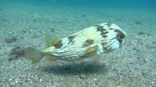 Tropical Fish Identification Long-Spine Porcupinefish Diodon Holocanthus