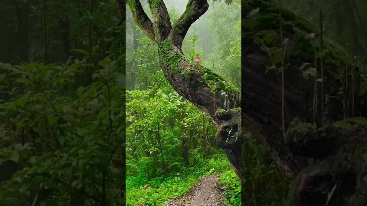 Ver Forest video background || Forest Bird Chirping en YouTube Ver Forest video background || Forest Bird Chirping en YouTube