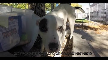 GRACIE - Featured on Comcast Xfinity at the Humane Society of Utah