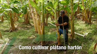 Como cultivar plátano hartón  TvAgro por Juan Gonzalo Angel Restrepo