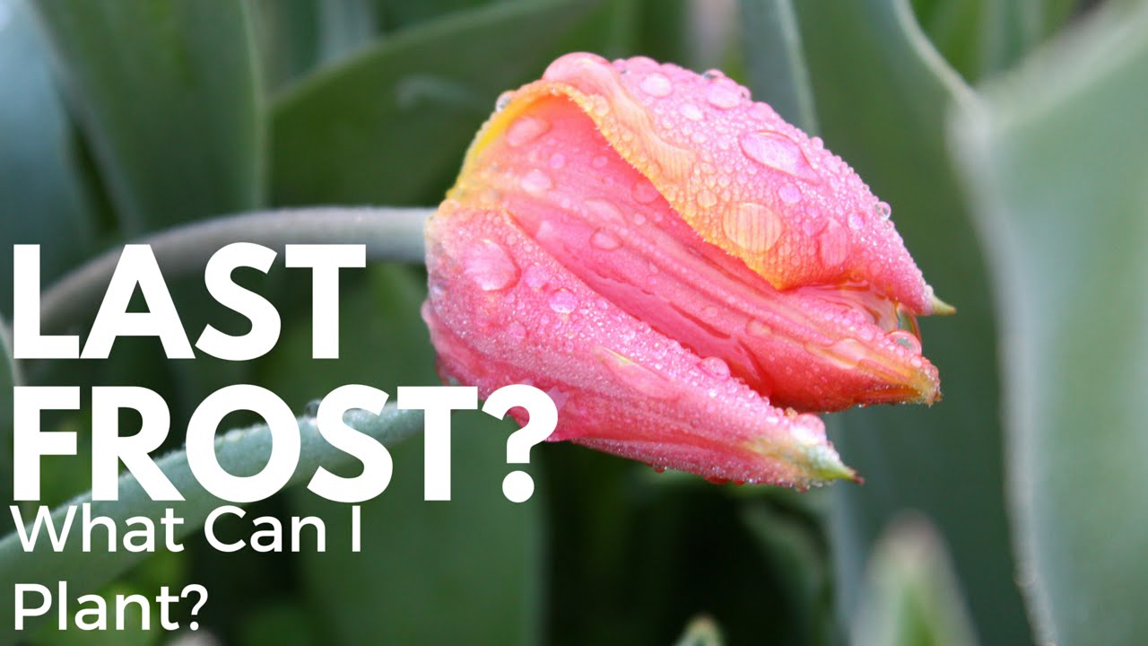 What Did I Plant Before my Last Frost Date? YouTube