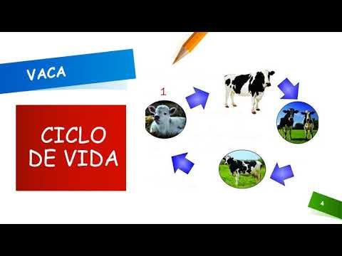Video: ¿Es una vaca un recurso renovable?