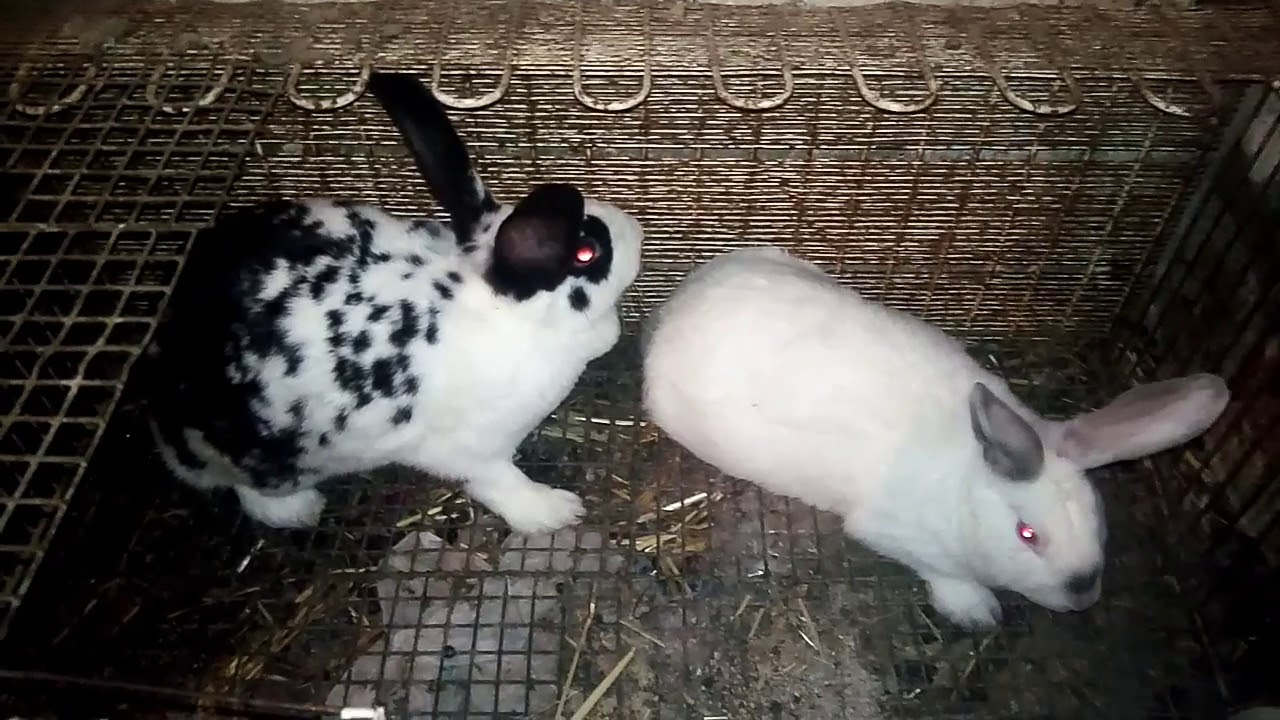 كيف تعرف أن أنثى الأرنب جاهزة لتزاوج ( الشرح بتفصيل)