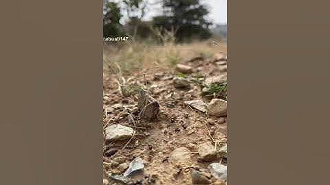 سبحان الله سورة النمل القارئ عبدالله الموسى - تصوير أبوعلي النغيمشي